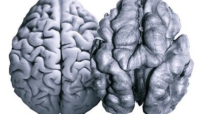 Nueces útiles para la actividad cerebral