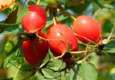 Los beneficios de la vitamina P al cerebro